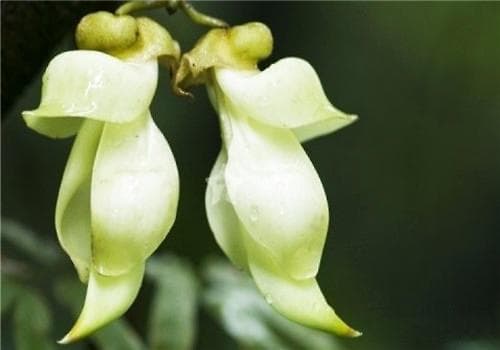 禾雀花：一种独特的国家二级保护植物