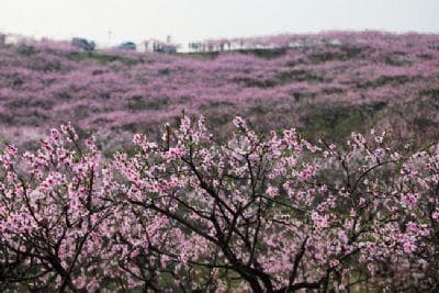 🌸枝江安福寺桃花缘：穿越千年的粉红梦境