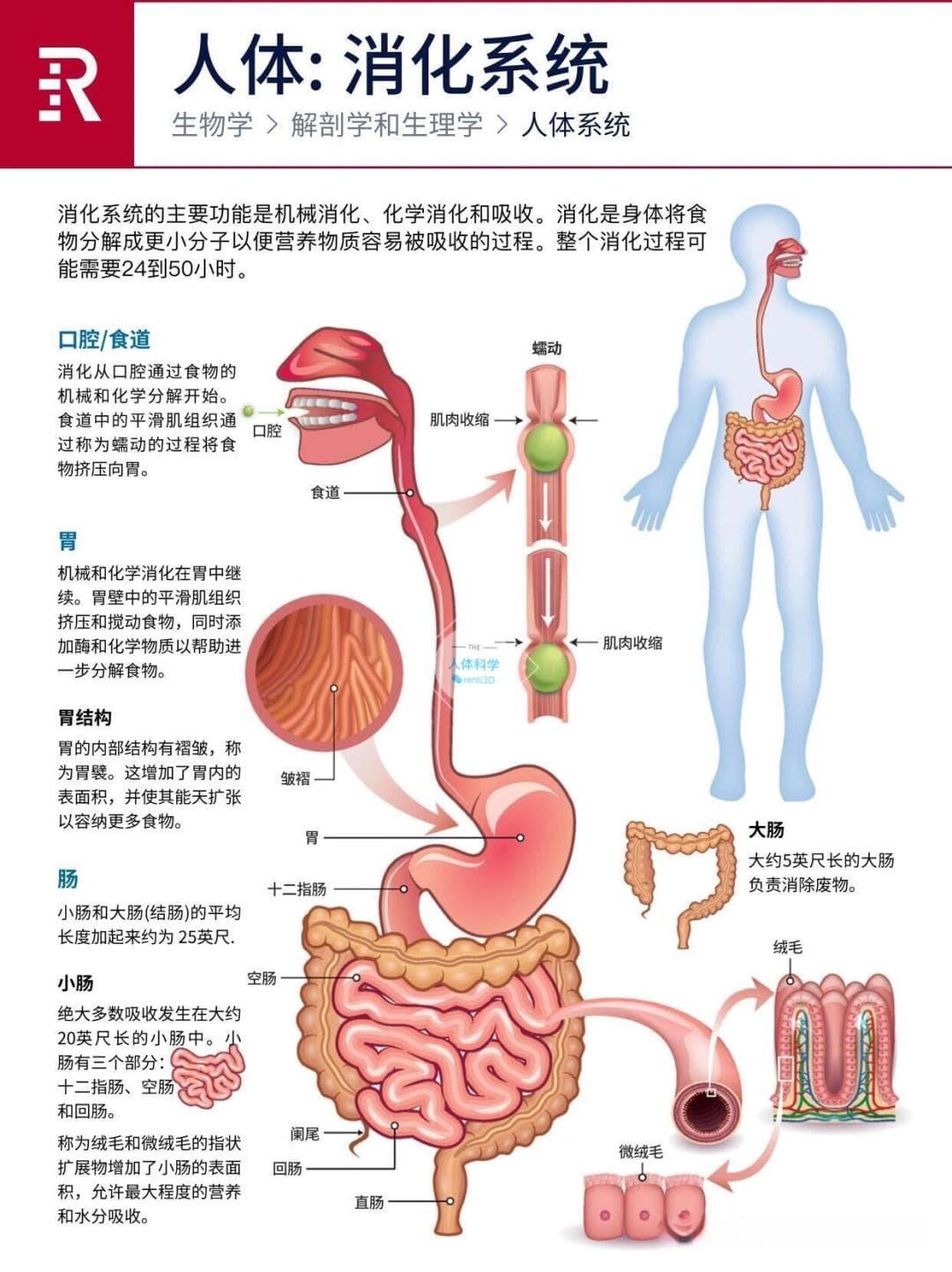 【人体科学】深入地探索身体11个系统的强大功能
