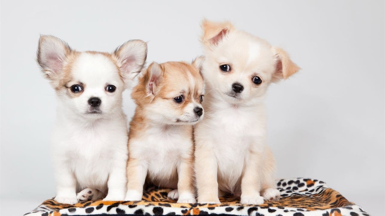 犬乳腺炎：症状、原因、诊断与治疗全解析