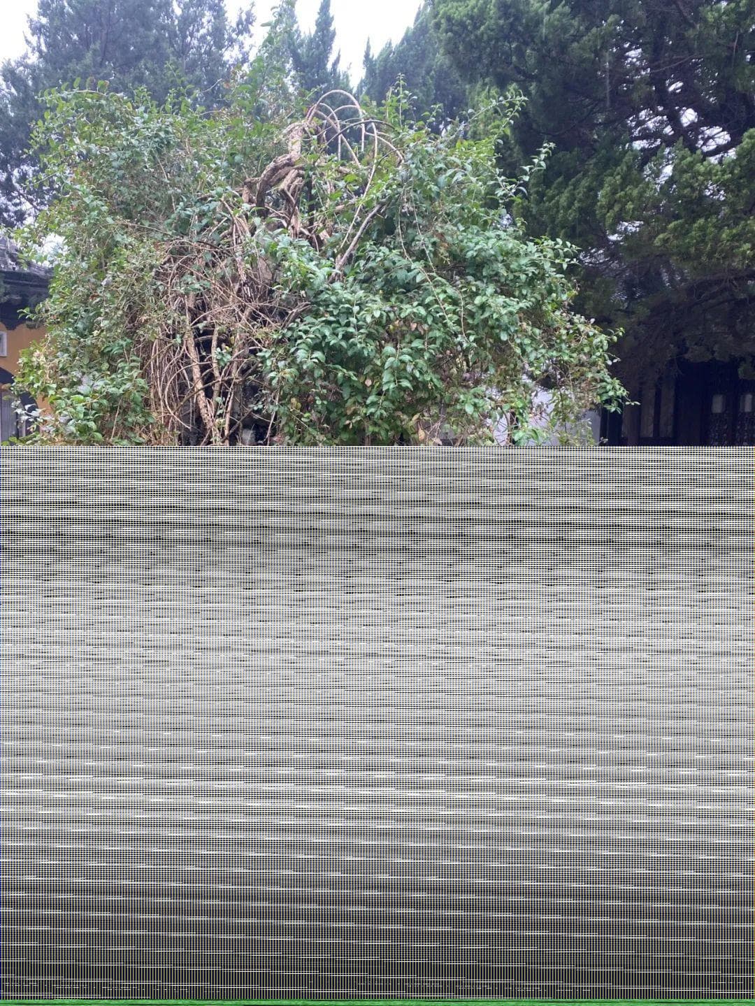 保圣寺枸杞树：一树红果见证百年沧桑