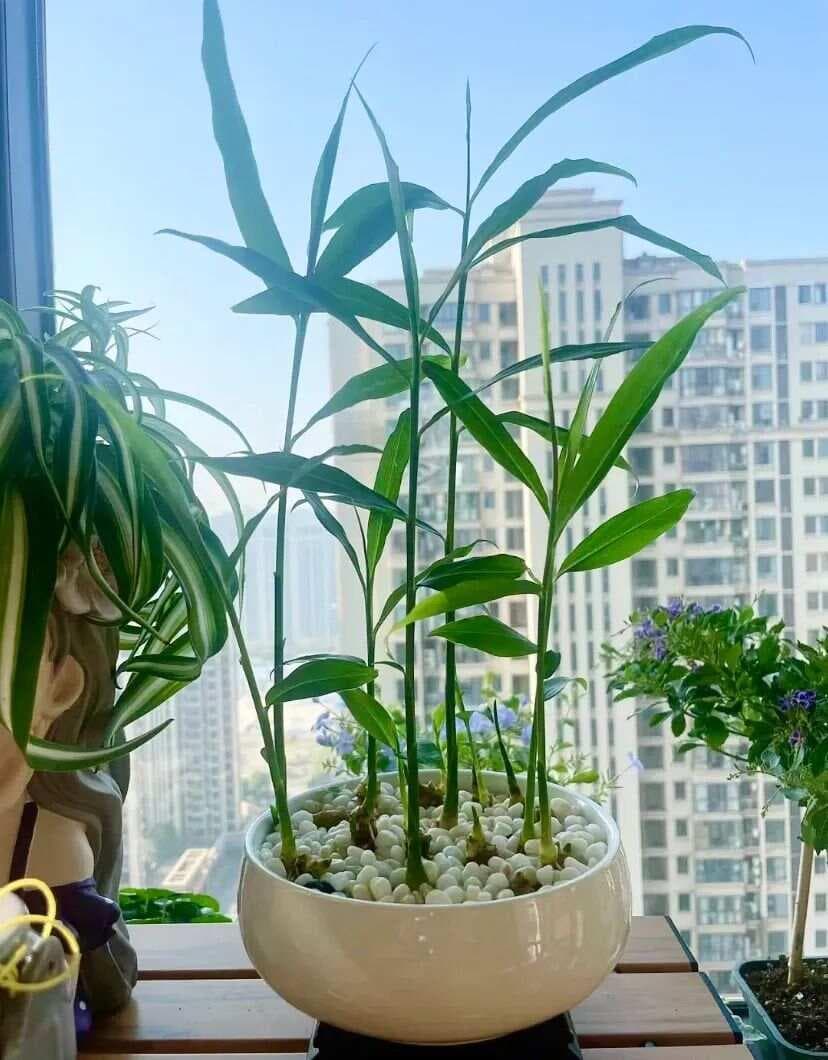 水培生姜，轻松打造禅意小盆景，又省下买绿植的钱了