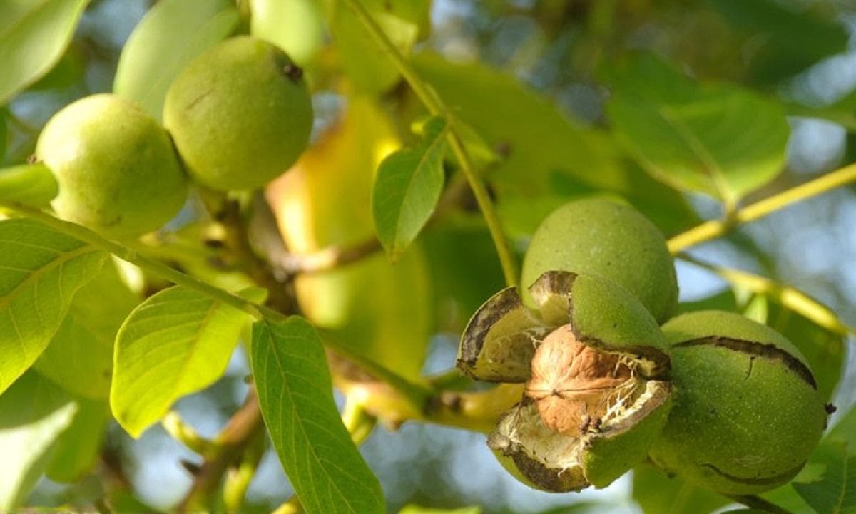 现代花园中核桃树的种植指南