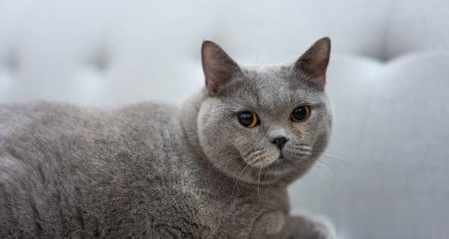 英国短毛猫完全指南：从性格到外观的全方位解析