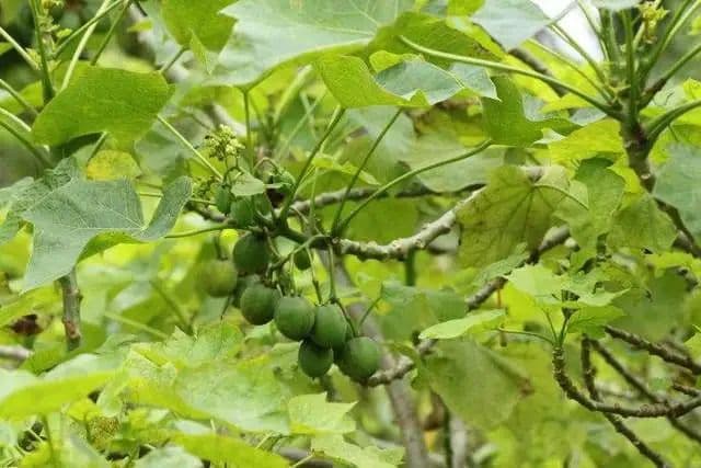 有毒！海南省食安办提示：这几种野生动植物和毒蘑菇致人中毒