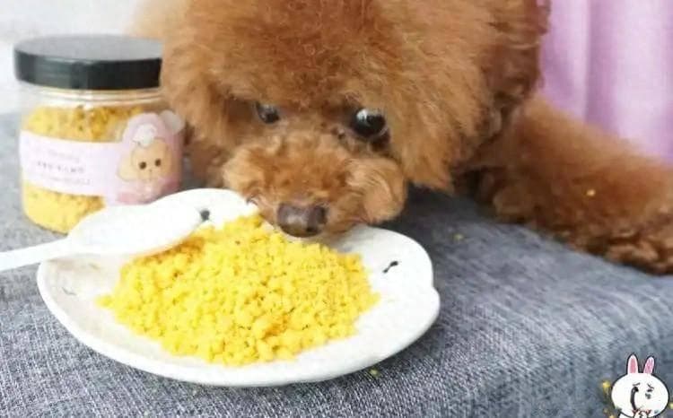 想让泰迪毛发更美？这些食物既实惠又有效！