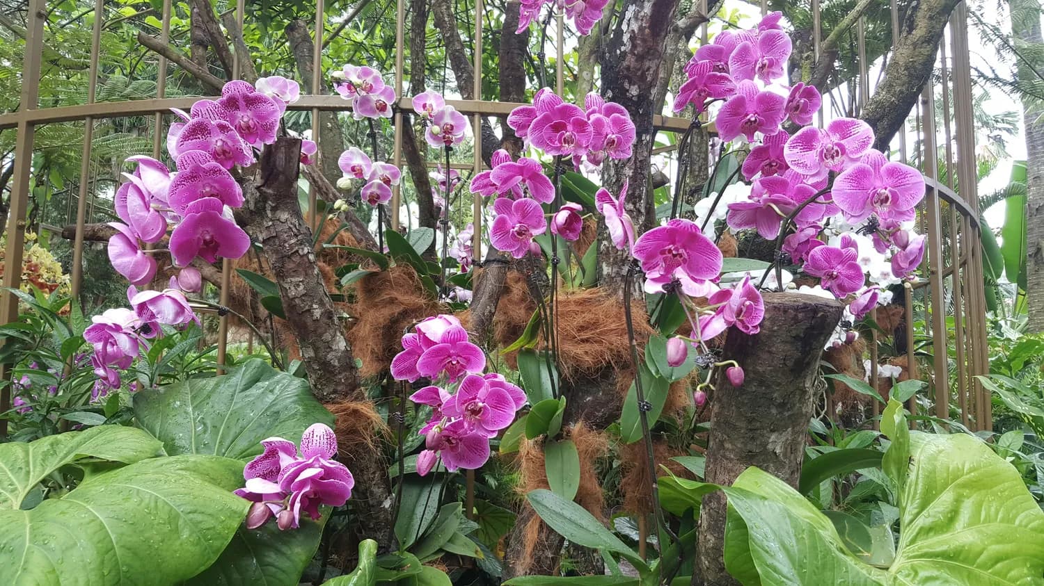 椰壳泥炭基质：蝴蝶兰栽培的新选择