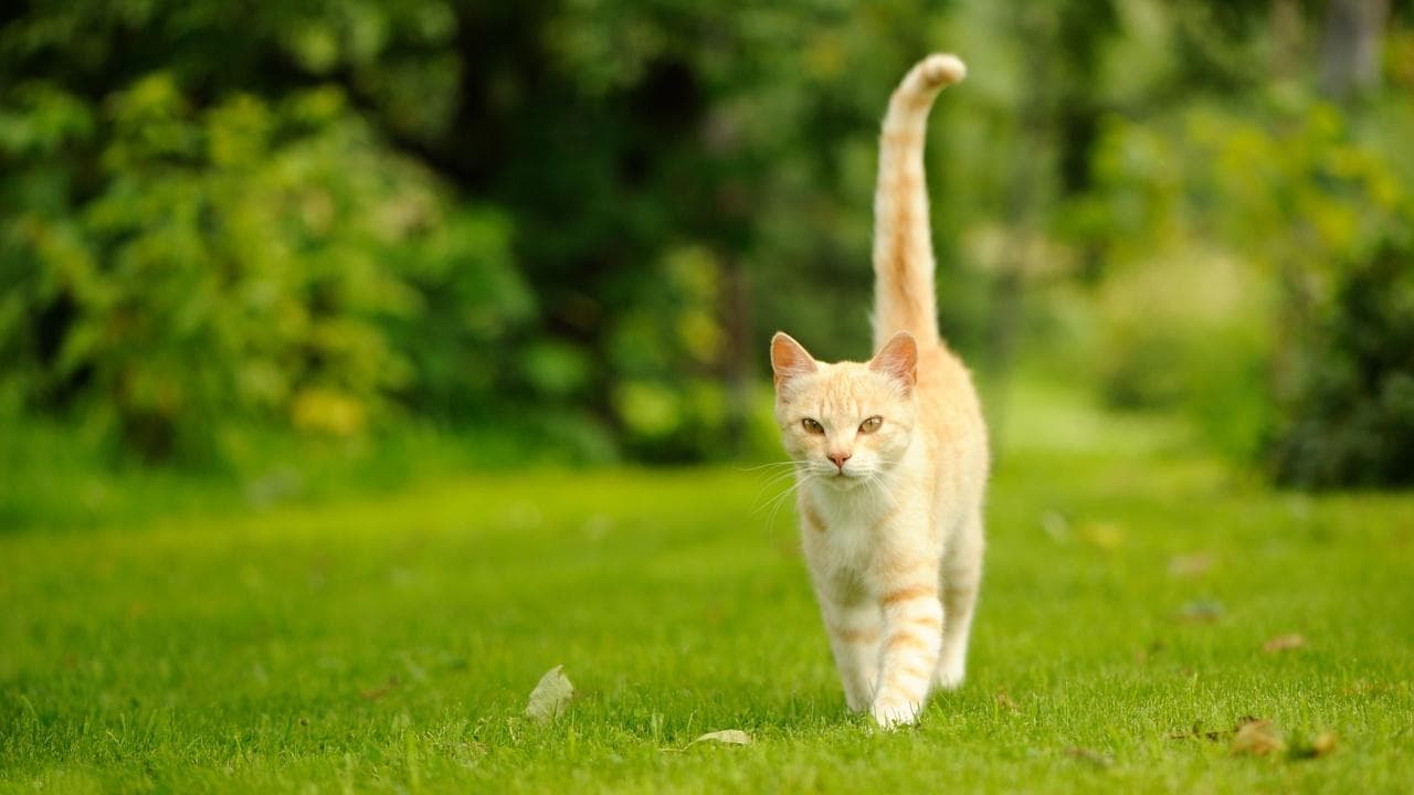猫咪不同的尾巴姿态代表什么意义