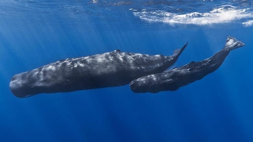 海洋哺乳动物：特征、适应及其进化