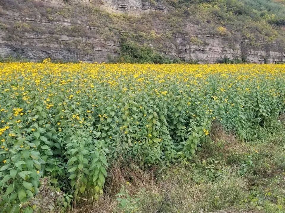 亩产5吨，亩赚2万？胰岛果是什么？凭啥这么值钱？看完心里有数