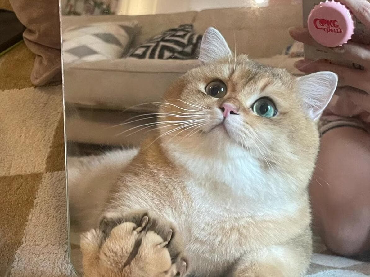 猫咪眼部健康护理全攻略：症状识别与预防措施