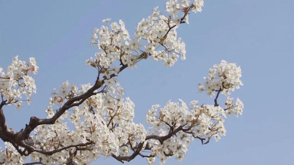 花开燕赵 美丽河北｜春游河北 这份赏花指南请收好