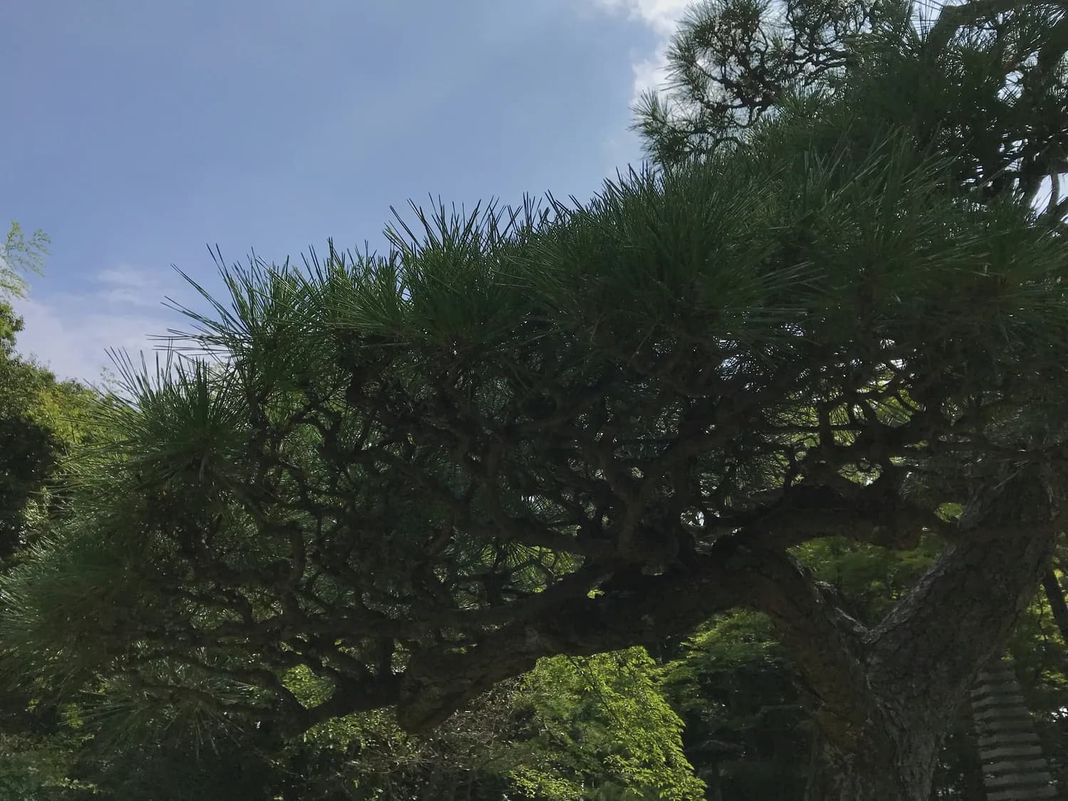 张飞在阆中的传奇：种树挖井造福一方