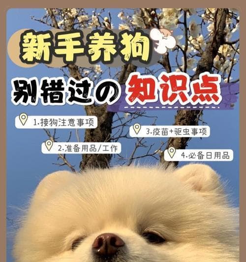 怀孕期间可以养狗吗？（家有孕妇养狗需要注意的事项）