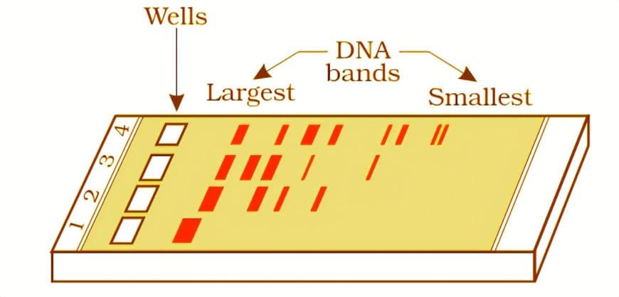 DNA电泳技术：探索生命的分子指纹