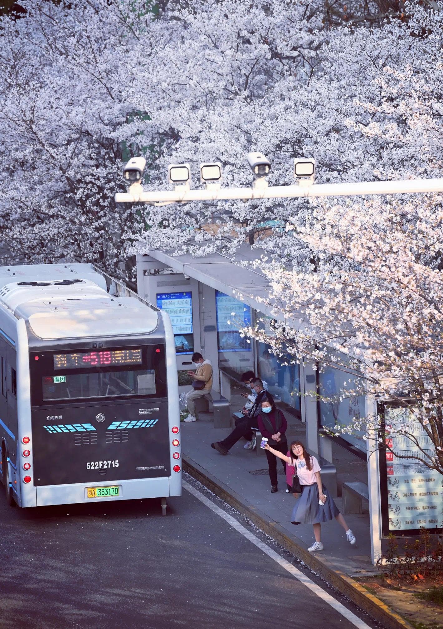“定制公交+地铁提速+轮渡精品航线” 武汉樱花季交通畅行无忧