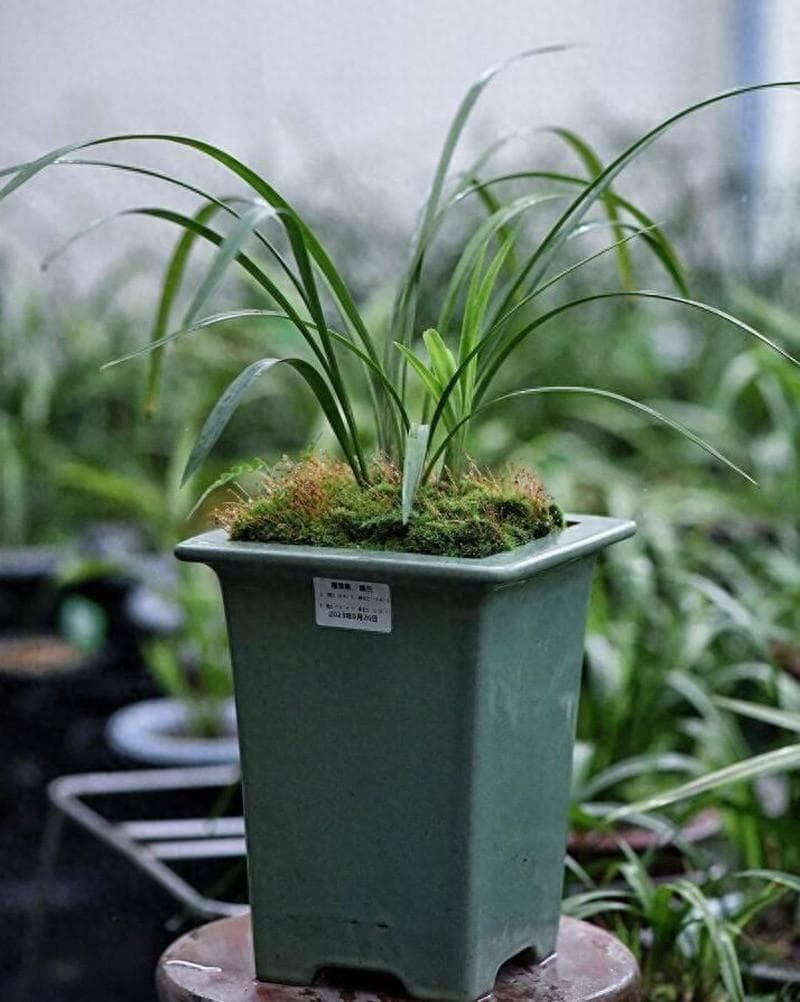兰花与苔藓，一起养好的秘密