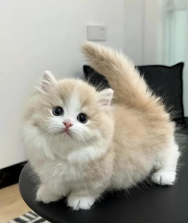 拿破仑猫吃什么猫粮好？原来需要了解这6点