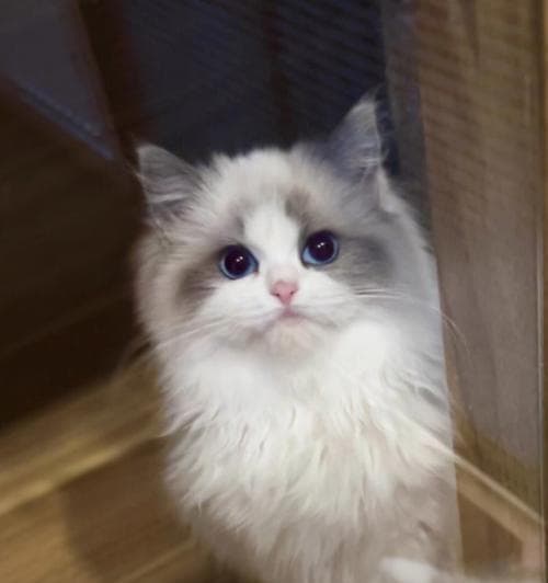 布偶猫价格贵的原因及新手铲屎官的适养性