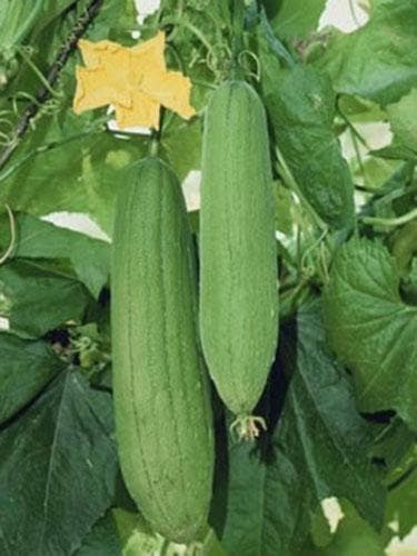 丝瓜：从食材到药材的全面解析