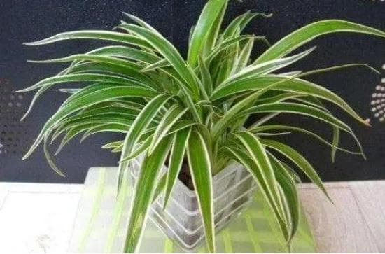 怎样种植蓝银草？盆栽种植的方法是什么？（蓝银草长什么样子图片）