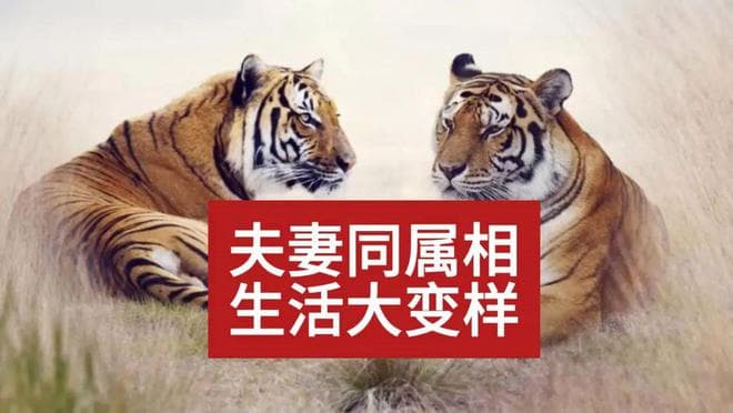 夫妻“同一属相”，到底好不好呢？老祖宗的经验之谈，有一定道理