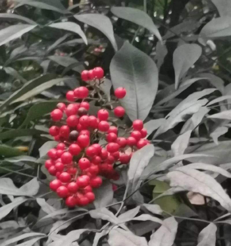 南天竹果实的毒性（南天竹果实有毒吗？了解这些知识保护你和家人的健康）