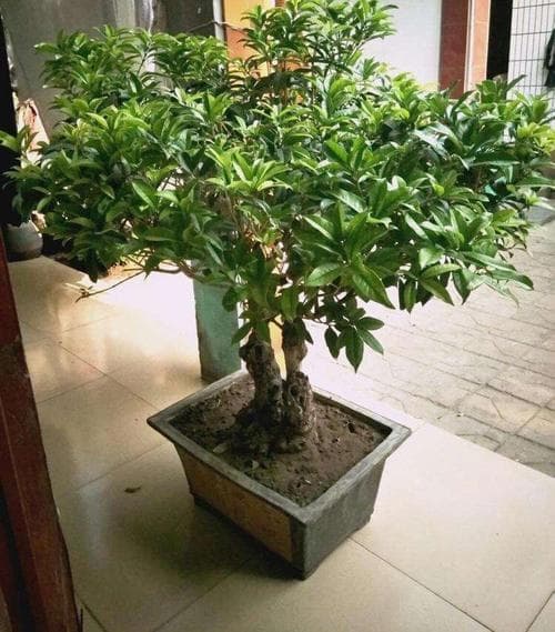 桂花树栽在哪个方位好？