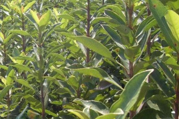 岗梅种植一亩利润及种植技术要点详解