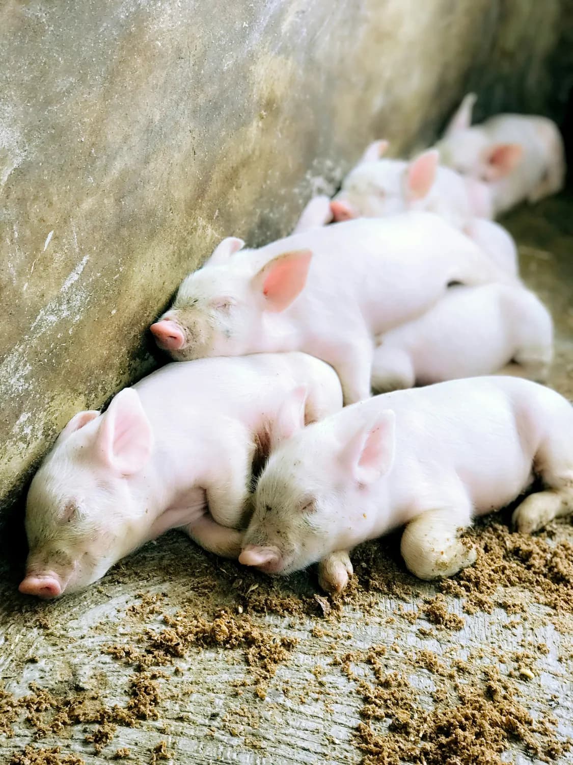 CRISPR/Cas9技术：基因修饰猪的新突破