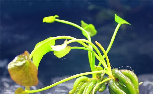 水草快速生根的秘诀：从光照到养护的全方位指南