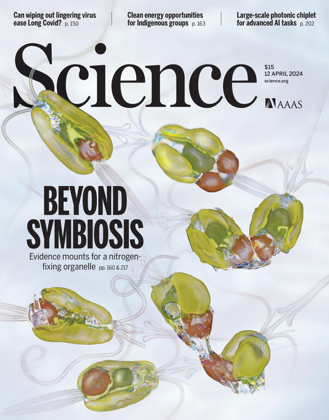 第一种可以固氮的真核生物，1亿年前吞下的细菌进化成了固氮细胞器