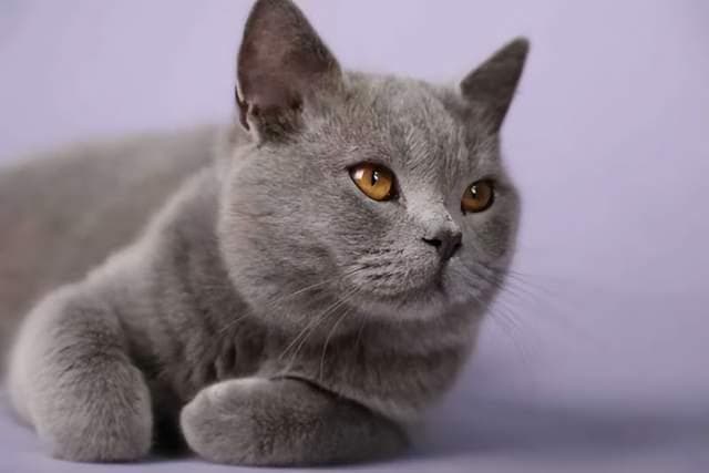 猫咪的审美标准有哪些？铲屎官们赶紧了解一下