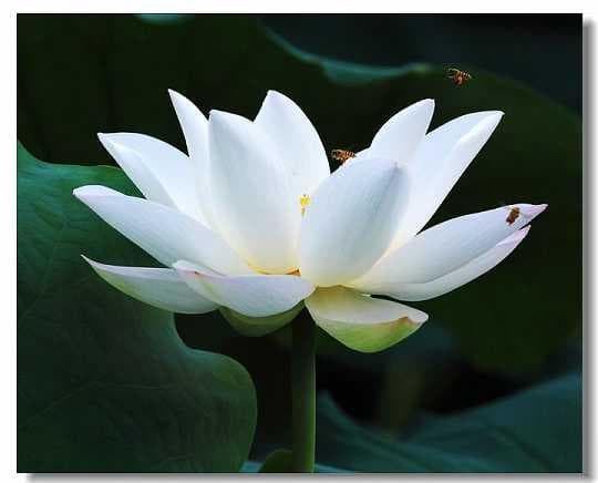 净土法门法师：净宗法门修平等心有妙法