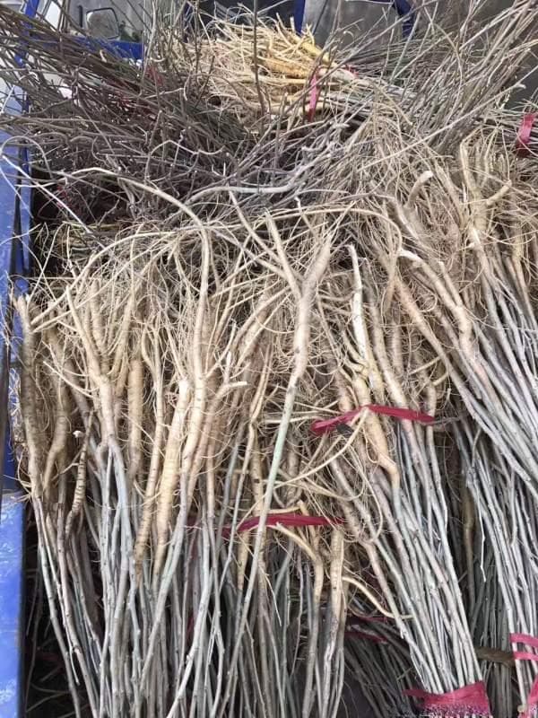 适合种在边坡的根系较深的植物