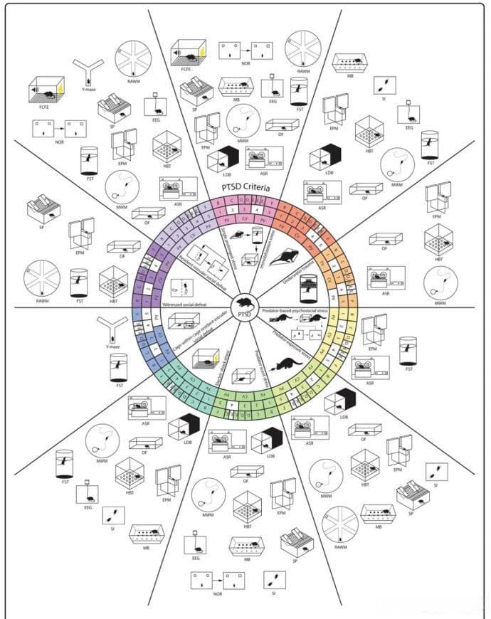 动物模型构建与评估丨创伤后应激障碍模型（PTSD）