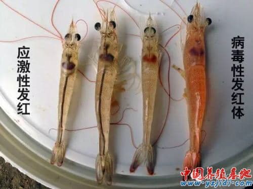 南美白对虾发红现象的原因分析和处理方法
