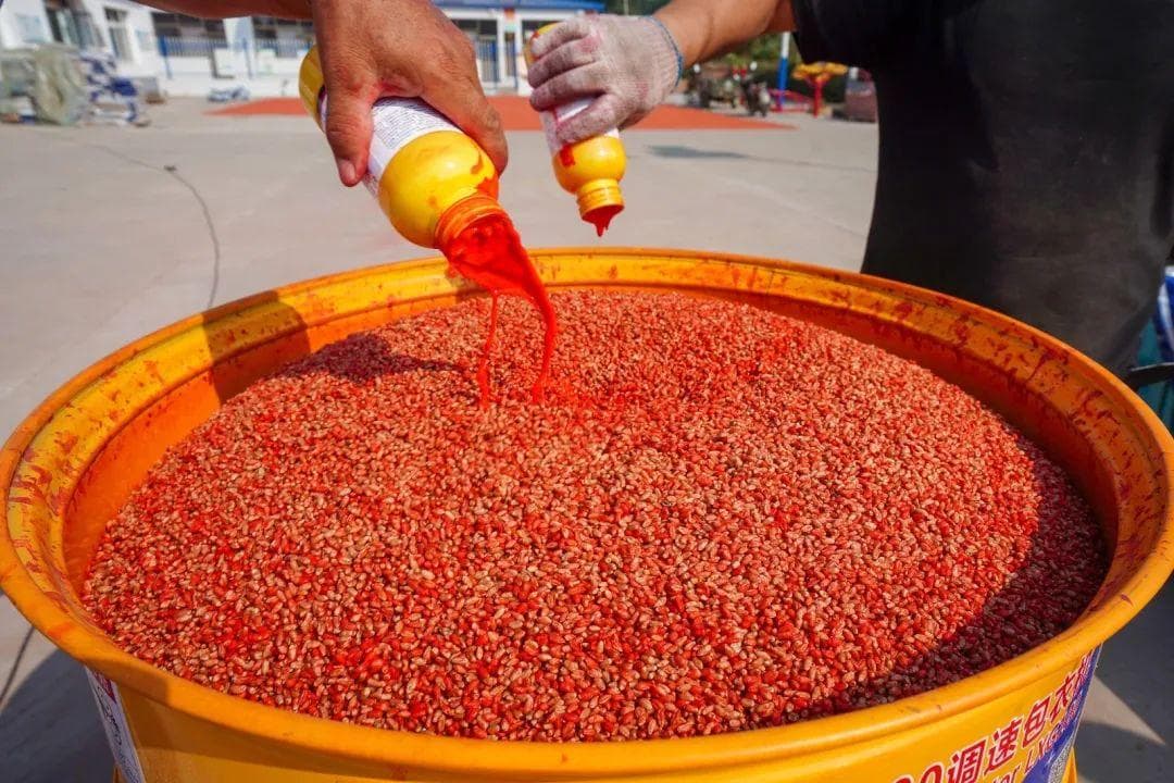 小麦播种期病虫害防控技术建议：小麦茎基腐病防治从现在做起