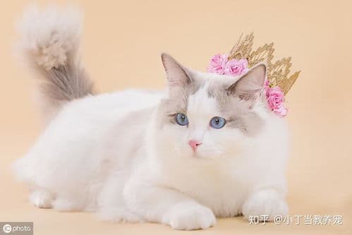猫咪语言揭秘：它们真的懂你吗？