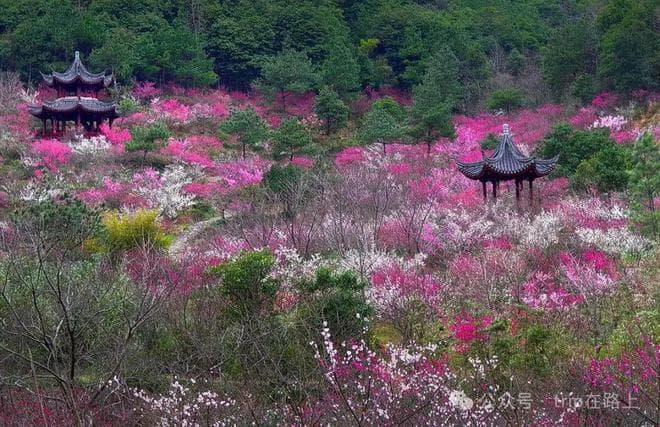 宁波九峰山：千亩梅花盛开，雪海香涛中的赏梅胜地