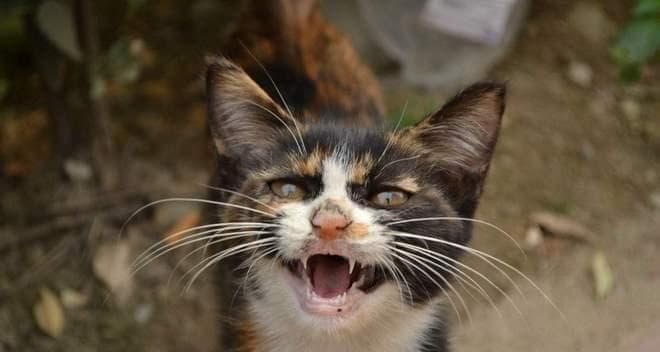 猫咪之间的打架，凄惨的叫声（探究猫咪打架的原因与解决方法）