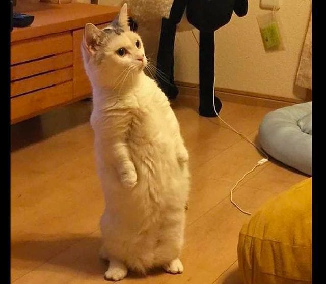 猫咪突然狂躁？这些原因和解决方法请收好