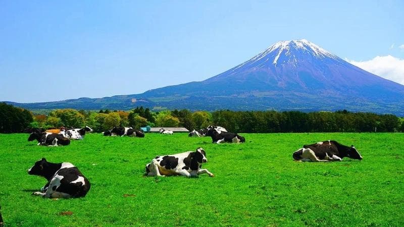 “富士山×〇〇”的壮丽景色！与雄伟的富士山绝配的10个景点
