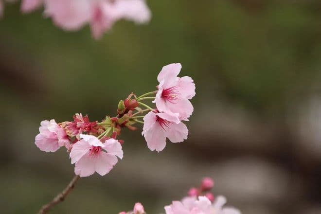 花朝节：一个不该被遗忘的传统节日