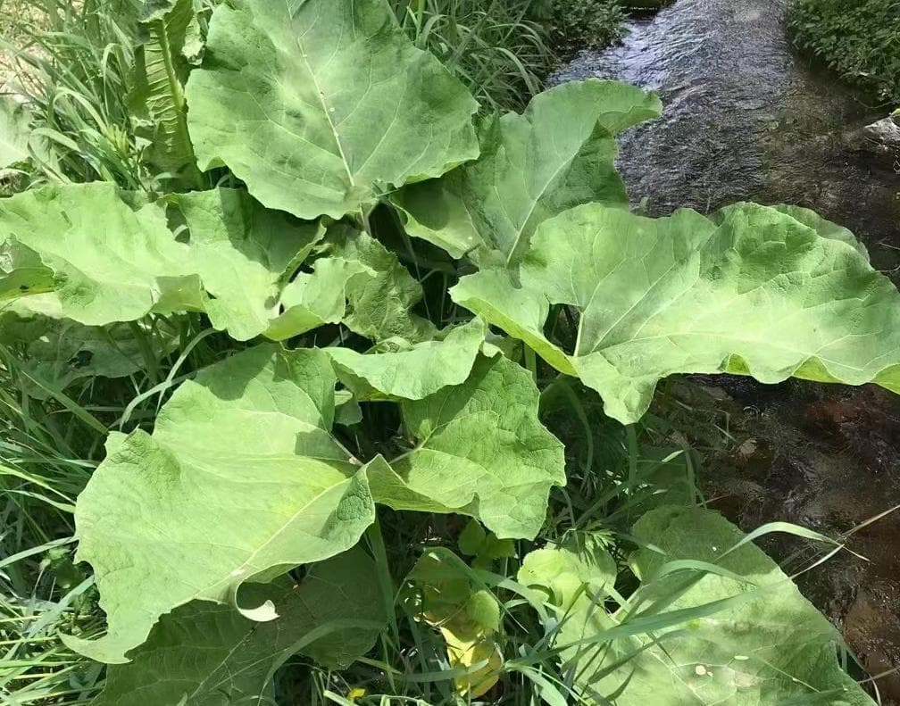 牛蒡：农村常见植物的三大价值