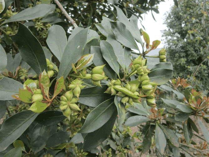 八角属植物：分布、特征与用途