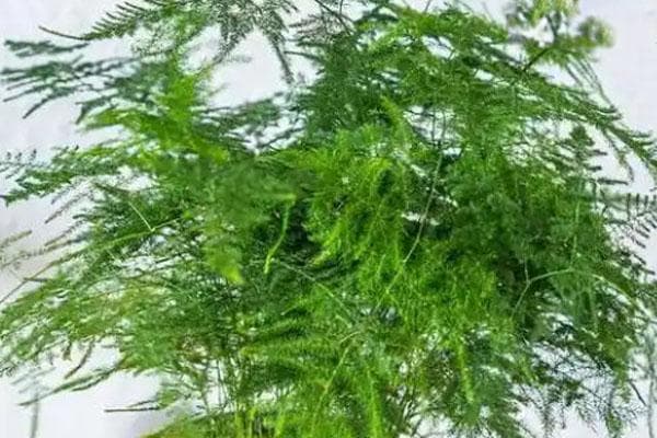 文竹怎么养殖长得好？