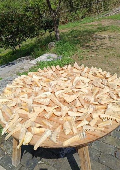 新鲜竹笋怎么晒干（新鲜竹笋晒干过程）