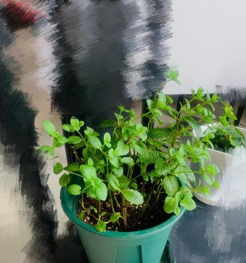 如何用适合的土壤养好薄荷？（选对土壤、培养技巧，让你的薄荷茁壮成长！）