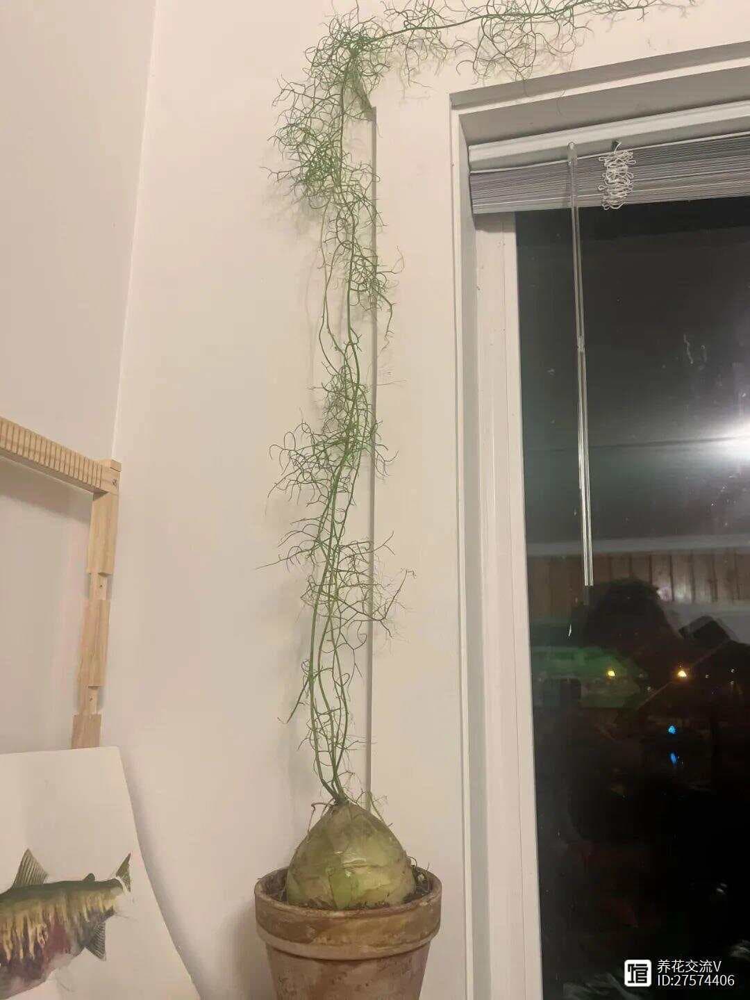 适合室内粗养的懒人球根植物苍角殿，耐阴又耐旱